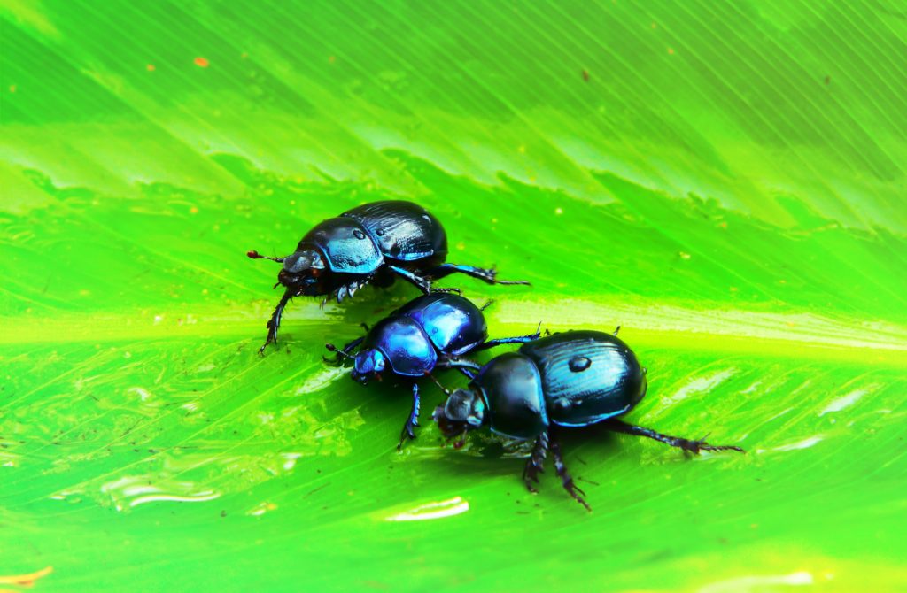 three black insects on green leaf